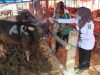 Melalui DPKP Pemkot Parepare Pastikan Hewan Kurban Aman Jelang Idul Adha