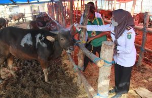 Melalui DPKP Pemkot Parepare Pastikan Hewan Kurban Aman Jelang Idul Adha