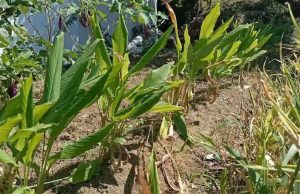 DKP Siapkan Tanaman Obat Gratis untuk Warga, Wali Kota Parepare : SKPD Harus Terus Berinovasi Demi Kesejahteraan Masyarakat