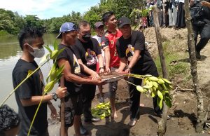 Mohammad Firdaus Dg. Manye Peduli Lingkungan, Tanam 1.000 Mangrove Bareng Warga