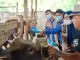 Pengawasan Hewan Kurban Diperketat