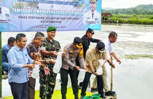 Bahtiar dan Akbar Tebar Benur Udang Vaname di Tambak Budidaya Ikan Bacukiki