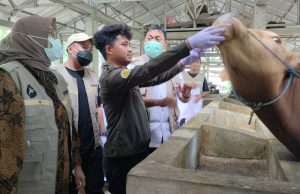 Jelang Idul Adha, Pemkot Parepare Mulai Perketat Lalu Lintas Ternak