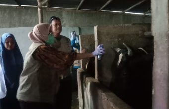 Jelang Lebaran Idul Adha, Dinas PKP Parepare Gelar Pemeriksaan Hewan Kurban