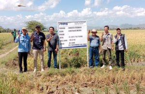 Dengan Program PMO, Panen Padi Sidrap Menjadi Terobosan Baru Bulog