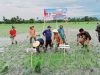 Bupati Sidrap Launching Tanam Perdana IP 300 di Watang Sidenreng