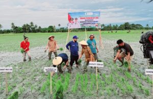 Bupati Sidrap Launching Tanam Perdana IP 300 di Watang Sidenreng