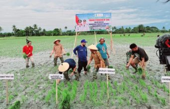 Bupati Sidrap Launching Tanam Perdana IP 300 di Watang Sidenreng