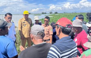 Sawah Tergenang, Bupati Sidrap Turun Langsung Temui Petani Terdampak