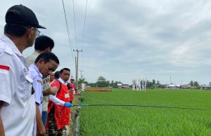 Bupati Sidrap Pimpin Penyemprotan Massal, Antisipasi Serangan Hama pada MT II