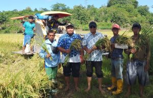 Panen Perdana MT 3 Desa Siddo: Pemerintah Desa Perkuat Dukungan untuk Peningkatan Produksi Pertanian